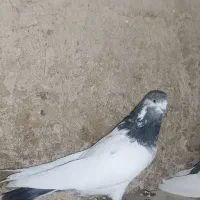 کله دم سبز نر جوان