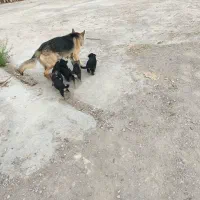 میکس ژرمن دوبرمن ماده