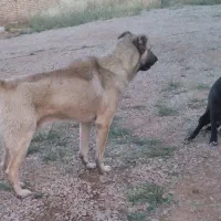 واگذاری سگ سراب