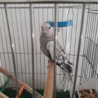 عروس هلندی ایزابلا دستی|پرنده|ایلام, |دیوار