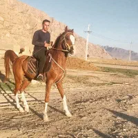 فروش کره اسب|اسب و تجهیزات اسب‌سواری|شیراز, گویم|دیوار