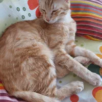 واگذاری گربه نارنجی یک ساله|گربه|اردبیل, |دیوار