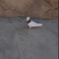 کبوتر طوقی قاب بدون غلط