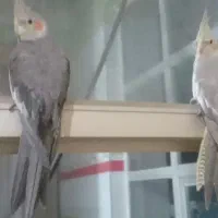 فروش‌دوعدد عروس هلندی جفت