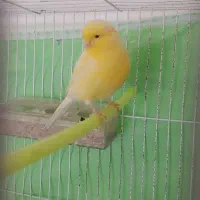 قناری|پرنده|تربت جام, تیپ ۳۸ زرهی تربت جام|دیوار