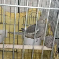 عروس|پرنده|فارسان, |دیوار
