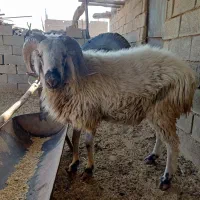 فروش قوچ بذری|حیوانات مزرعه|نی‌ریز, |دیوار