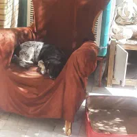 فروش یه سگ پا کوتاه