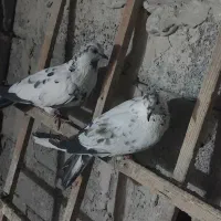 کفتر|حیوانات|بومهن, |دیوار