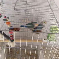 دو عدد طوطی برزیلی زبل ( نر و ماده )