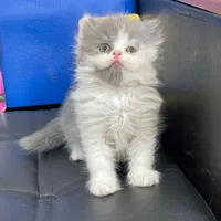 گربه پرشین (سوپرفلت/عروسکی) همه رنگها|گربه|رشت, گلسار|دیوار