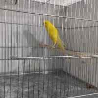 فروش قناری رسمی بلند