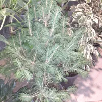 فروش کاج کریسمس وباباآدم و نهال موزانواع گل وگیاه