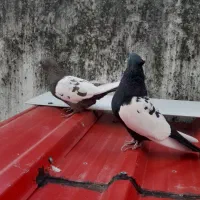 یک جفت کبوتر سینه