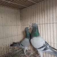 دو عدد سبز پلاکی