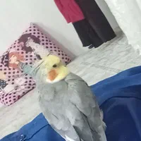 عروس هلندی گم شده است داخل فرطان