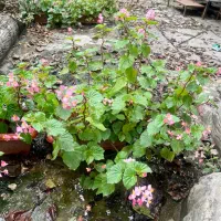 درخچه‌های زیبا و گلدار برای تزیین فضای شما|گل و گیاه طبیعی|گرگان, |دیوار