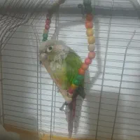 گرینچیک نردستی وسالم