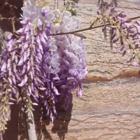 رهن و اجاره خانه ویلایی دربست