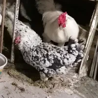یک عدد خروس گلین چهل تاج