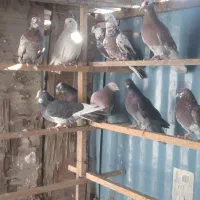 کبوتر پرشی|پرنده|ری, شهرک نظامی|دیوار