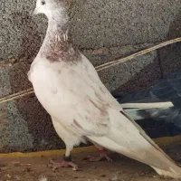 کبوتر|اسباببازی|شاهرود, |دیوار