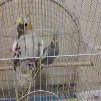 عروس هلندی اماده