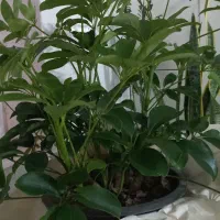 گل شفلرا سر حال و شاداب|گل و گیاه طبیعی|بجنورد, |دیوار