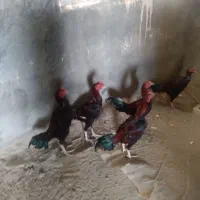 سلام چشمگیرباشه|حیوانات مزرعه|میناب, |دیوار