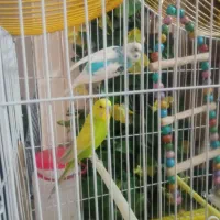 مرغ عشق دستی