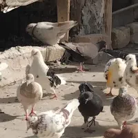 کبوتر پرشی