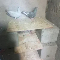 دوعدد کفتر مصری