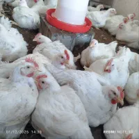 مرغ گوشتی ارگانیک