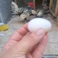 تخم مرغ سبرایت نطفه دار