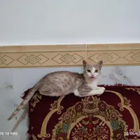 واگزاری رایگان بچه گربه نر مهربان و زیبا