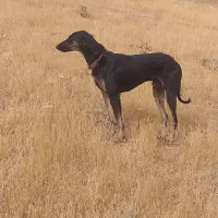 گم شده|حیوانات|دیواندره, |دیوار