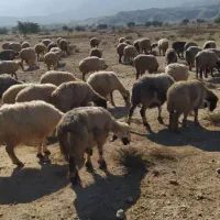 150 راس میش ترکی بره دار و آبستن