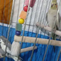 فروشی عروس هلندی تا چند کلم یادگرفتن بدو بیا