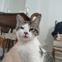 بچه گربه سه ماهه