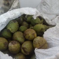 گردو 150کیلو