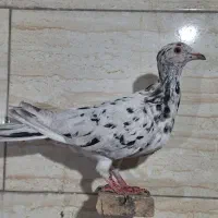 کبوترسرور ماده|پرنده|پاکدشت, خاتون آباد|دیوار