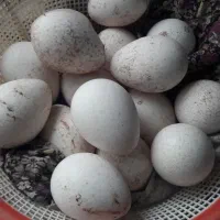 تخم بوقلمون محلی