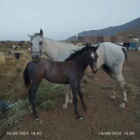 مادیون با کره