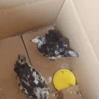 جوجه گلپایگان