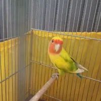 یک عدد برزیلی نر آماده برای جفت انداختن