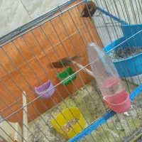 قناری|پرنده|شیراز, کوشک میدان|دیوار