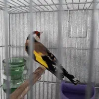 سهر قناری|پرنده|شیراز, کیان شهر|دیوار