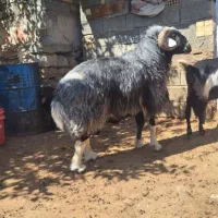 یک راس قوچ افشاری|حیوانات مزرعه|فریدونشهر, |دیوار