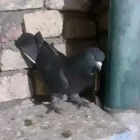 نر زاغ کفتر پرشتی غریب گرفتم به کفترام نمیخوره