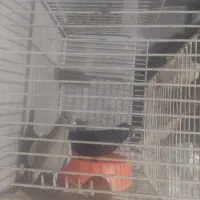 کفتر|پرنده|جوین, |دیوار